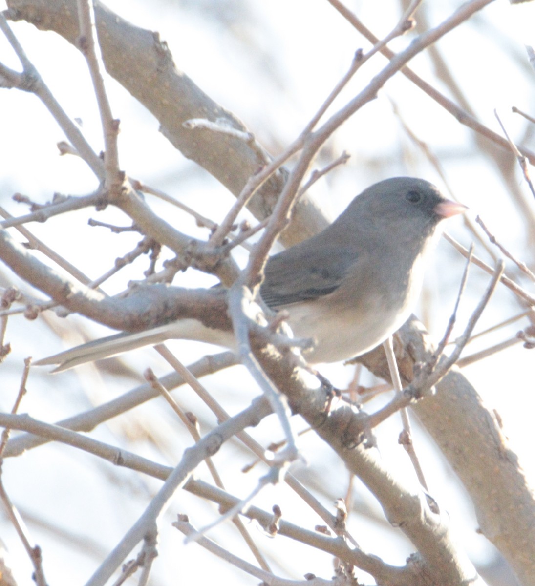Dark-eyed Junco (Pink-sided) - ML645352330