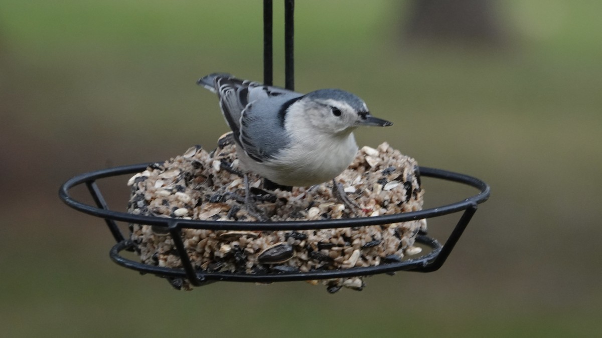 White-breasted Nuthatch - ML645352331