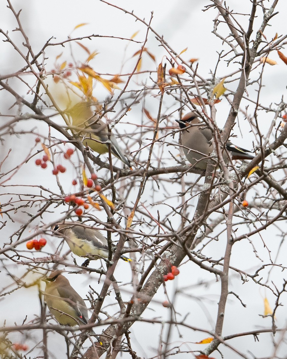 Bohemian Waxwing - ML645352332