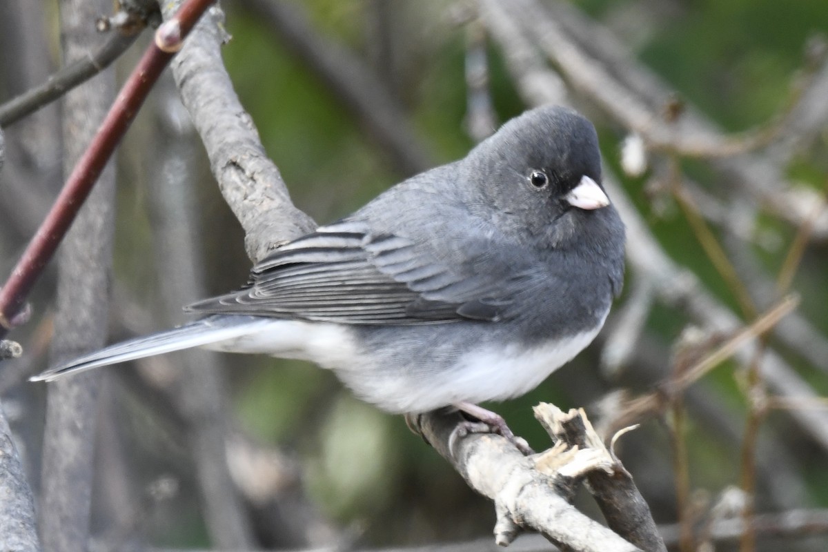 Dark-eyed Junco - ML645352333
