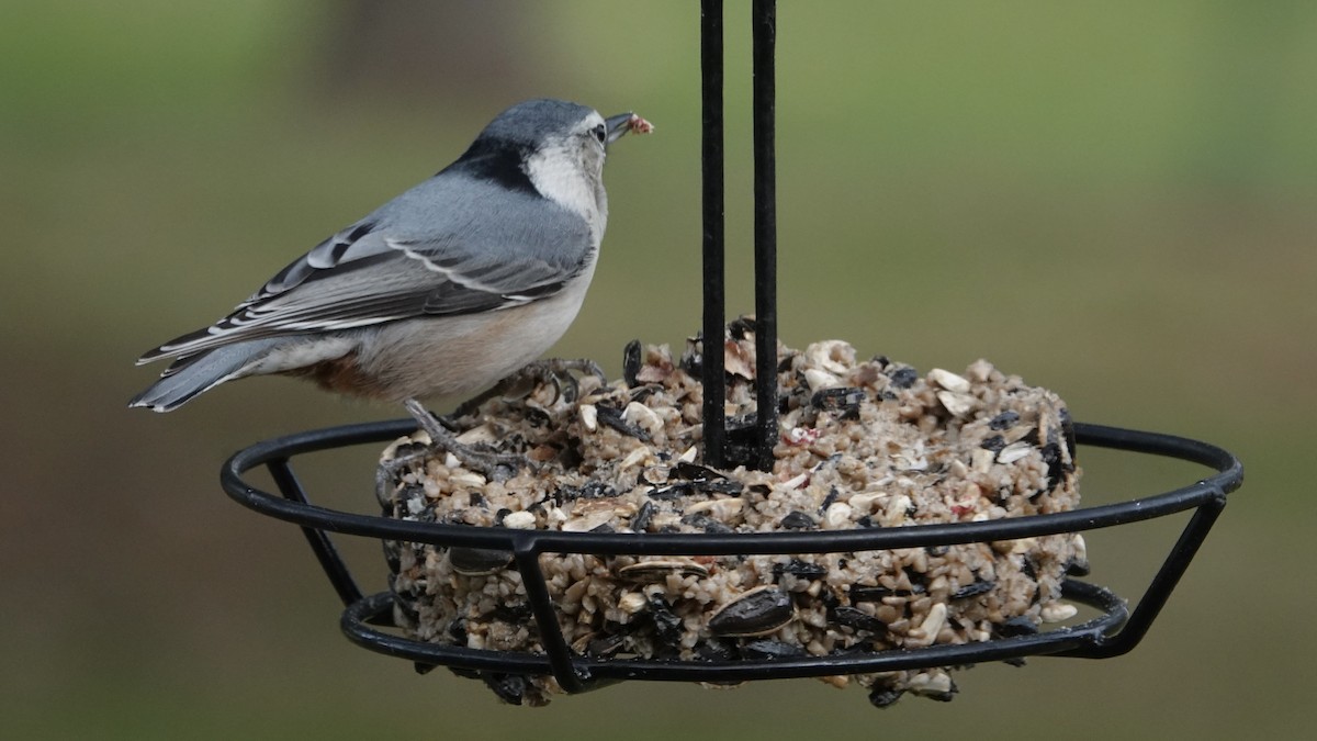 White-breasted Nuthatch - ML645352335