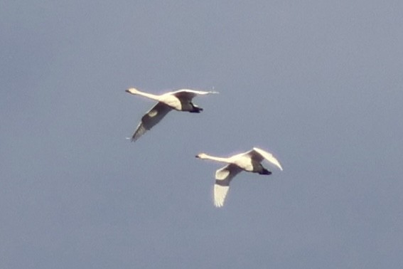 swan sp. - ML645352336