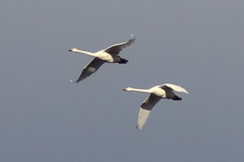 swan sp. - ML645352337