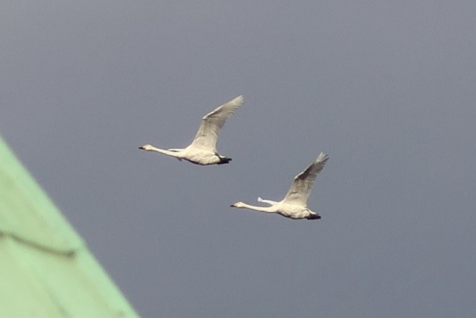 swan sp. - ML645352338