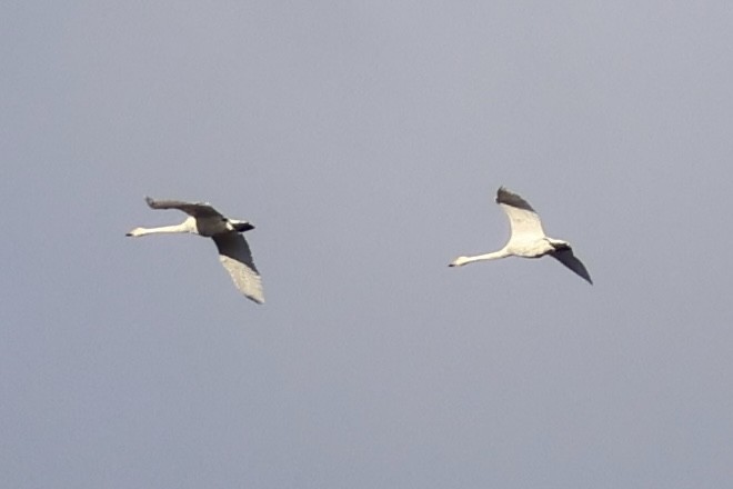 swan sp. - ML645352339