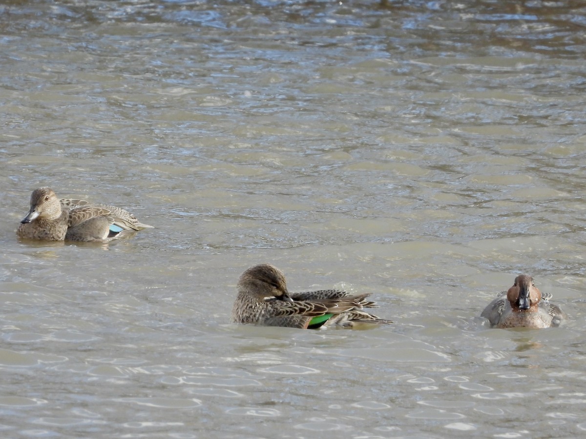 小水鴨 - ML645352341