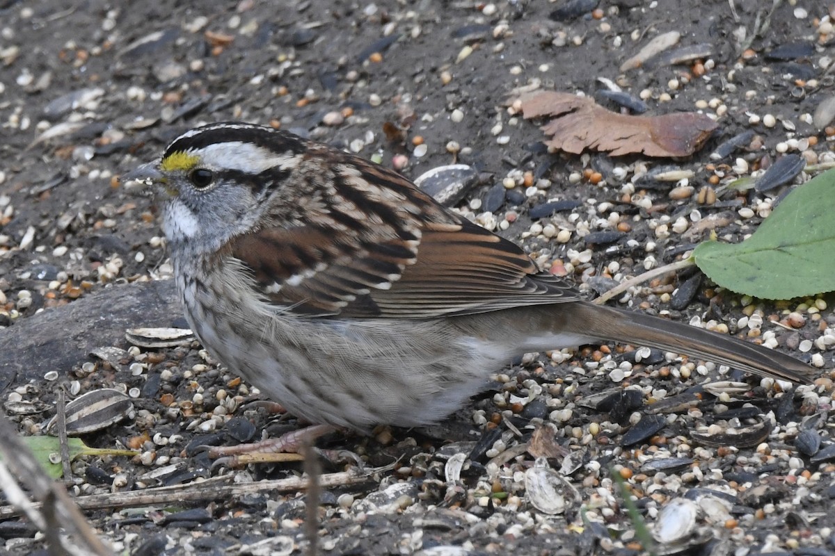 White-throated Sparrow - ML645352343