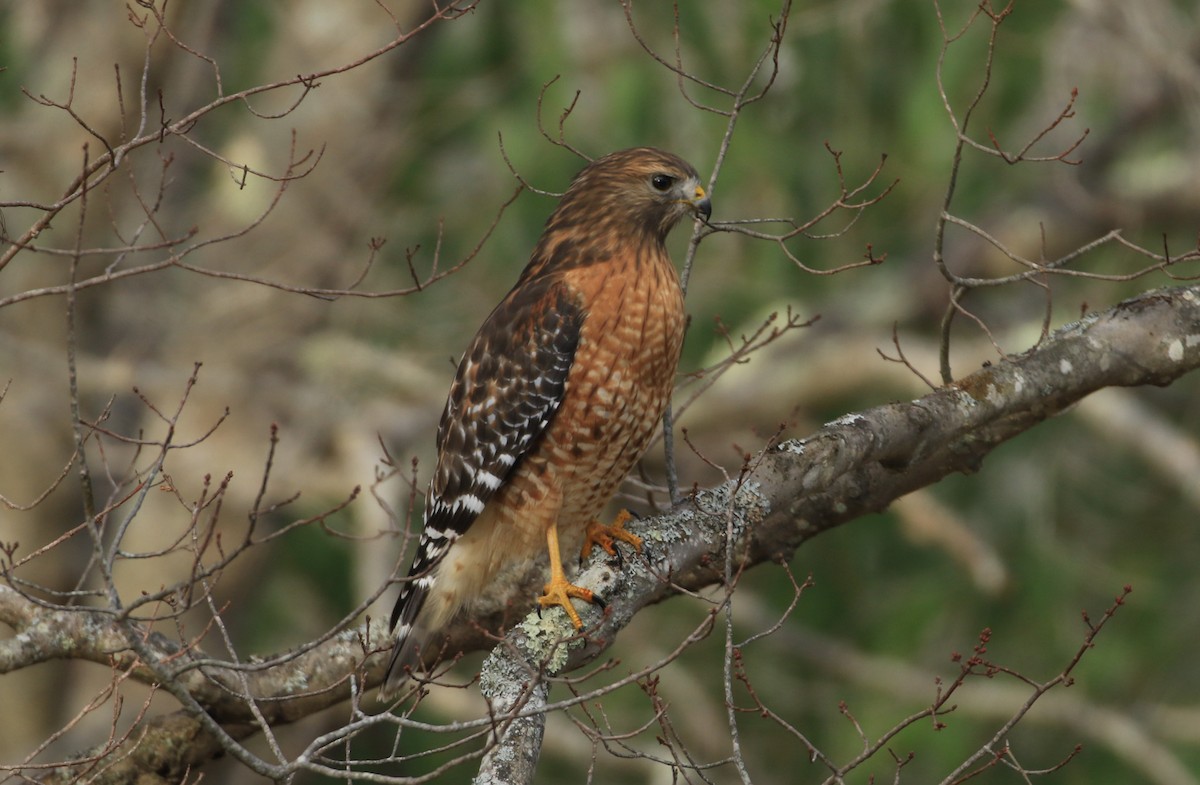 Red-shouldered Hawk - ML645352344