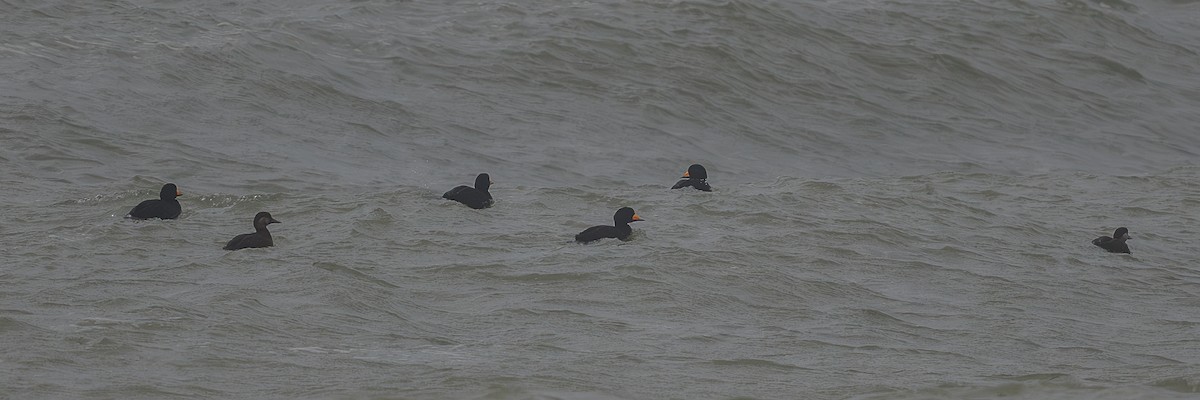Black Scoter - ML645352346