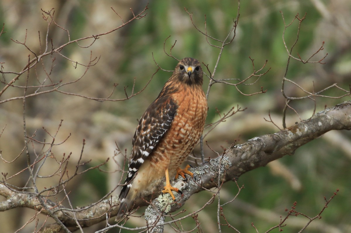 Red-shouldered Hawk - ML645352347