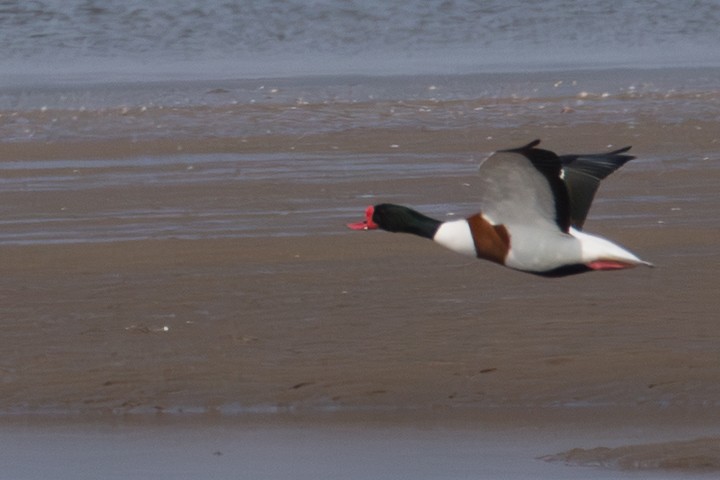 花鳧 - ML645352348