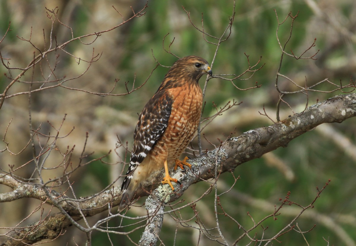 Red-shouldered Hawk - ML645352349