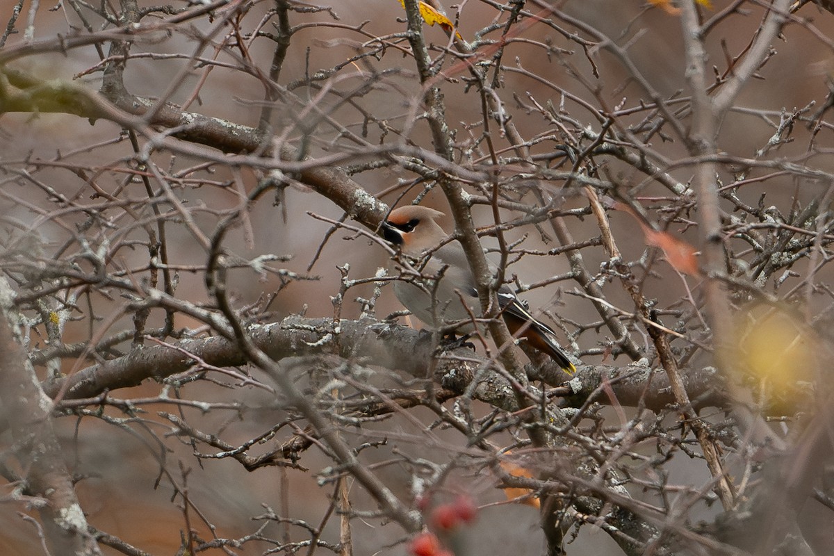 Bohemian Waxwing - ML645352350