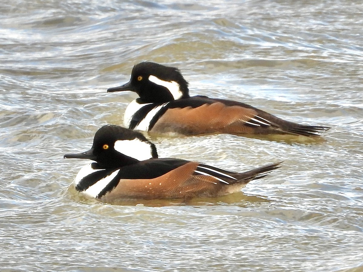 Hooded Merganser - ML645352351