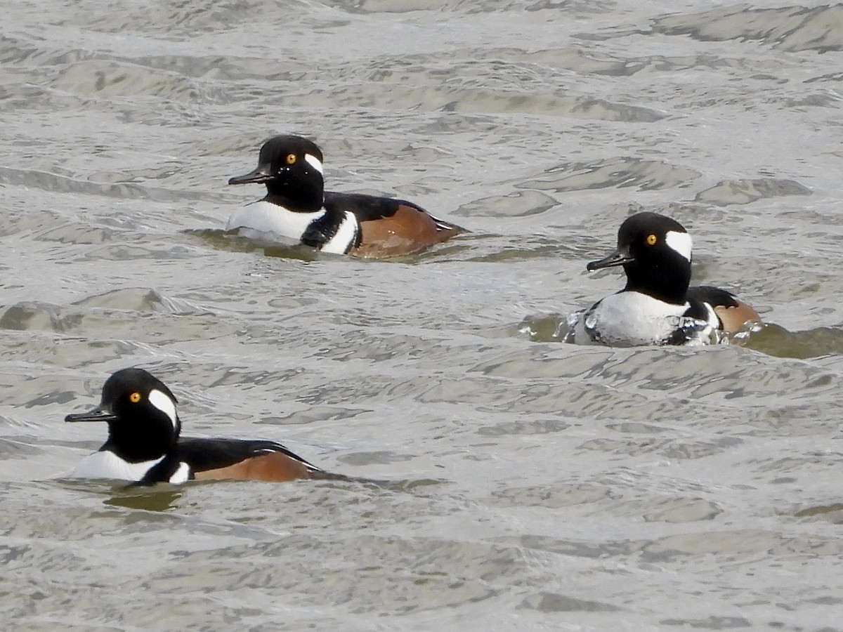 Hooded Merganser - ML645352352