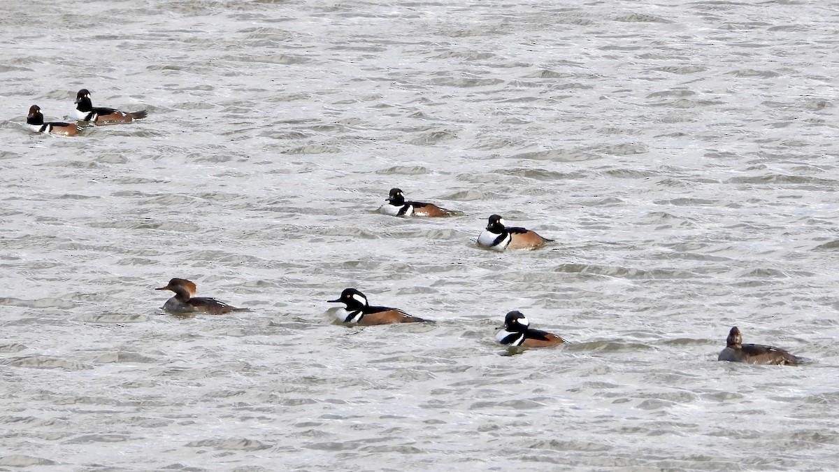 Hooded Merganser - ML645352353