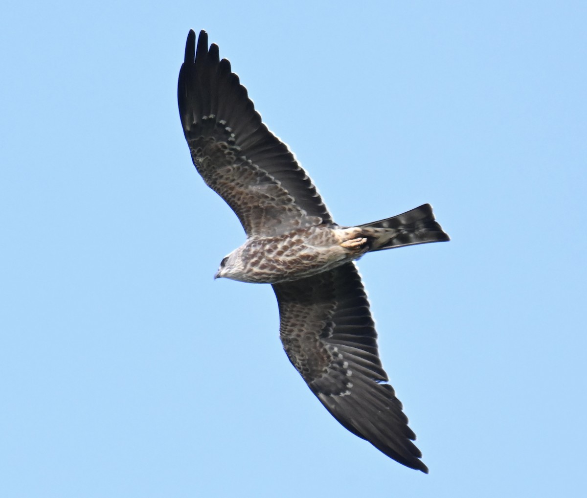Mississippi Kite - ML645352358