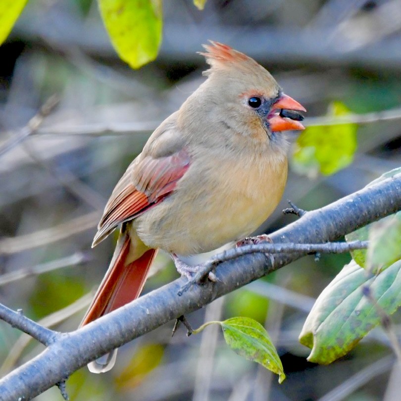 Northern Cardinal - ML645352360