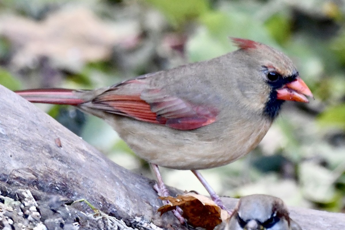 Northern Cardinal - ML645352361