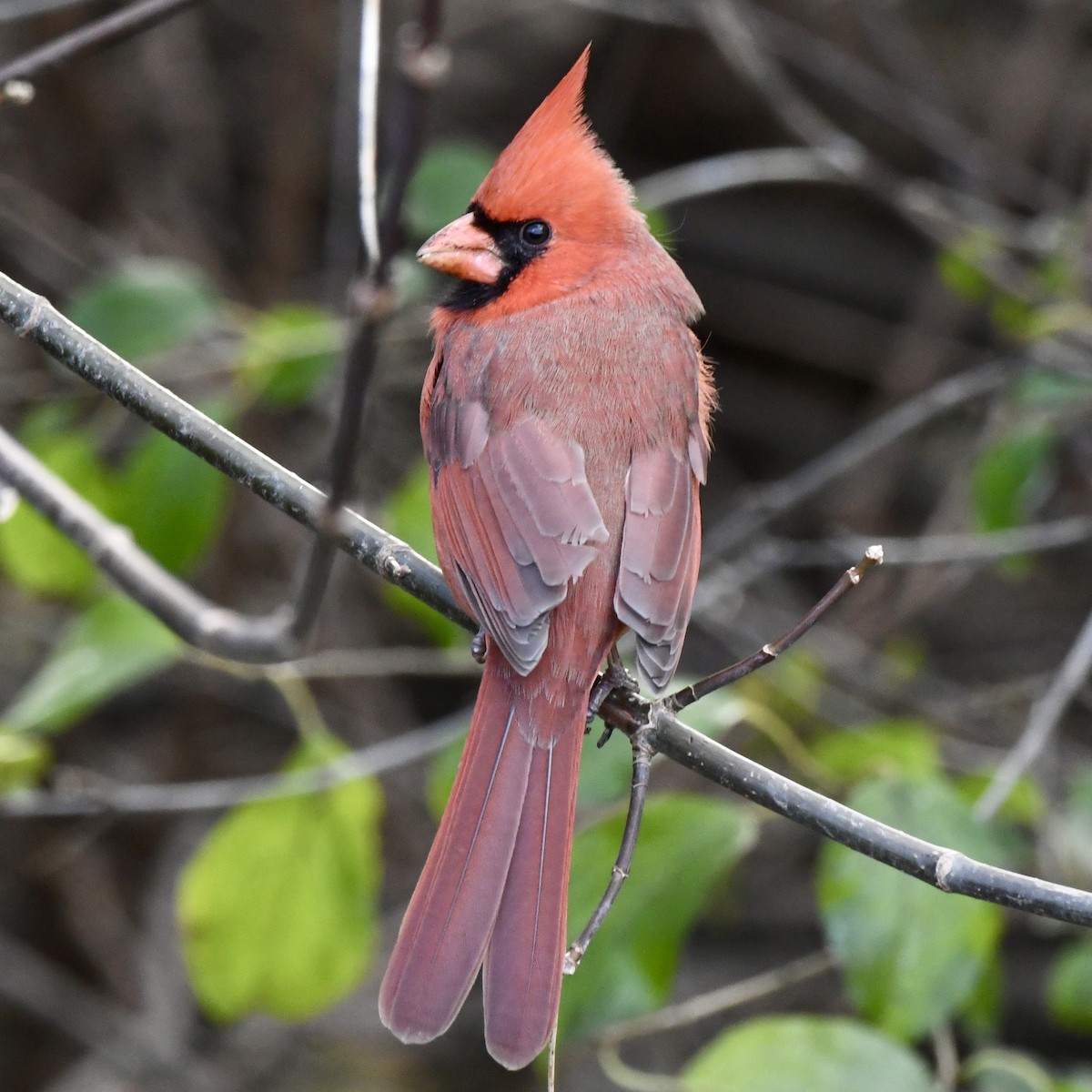 Northern Cardinal - ML645352362