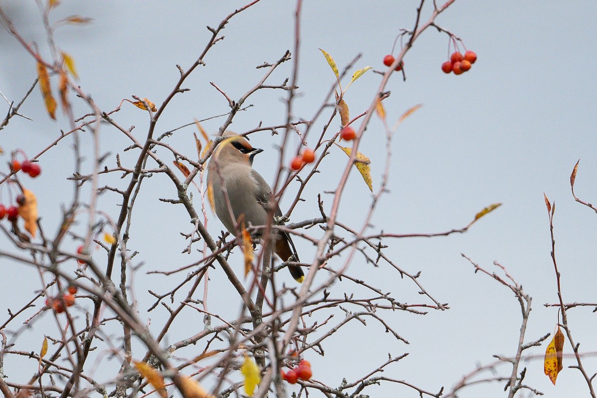 Bohemian Waxwing - ML645352368