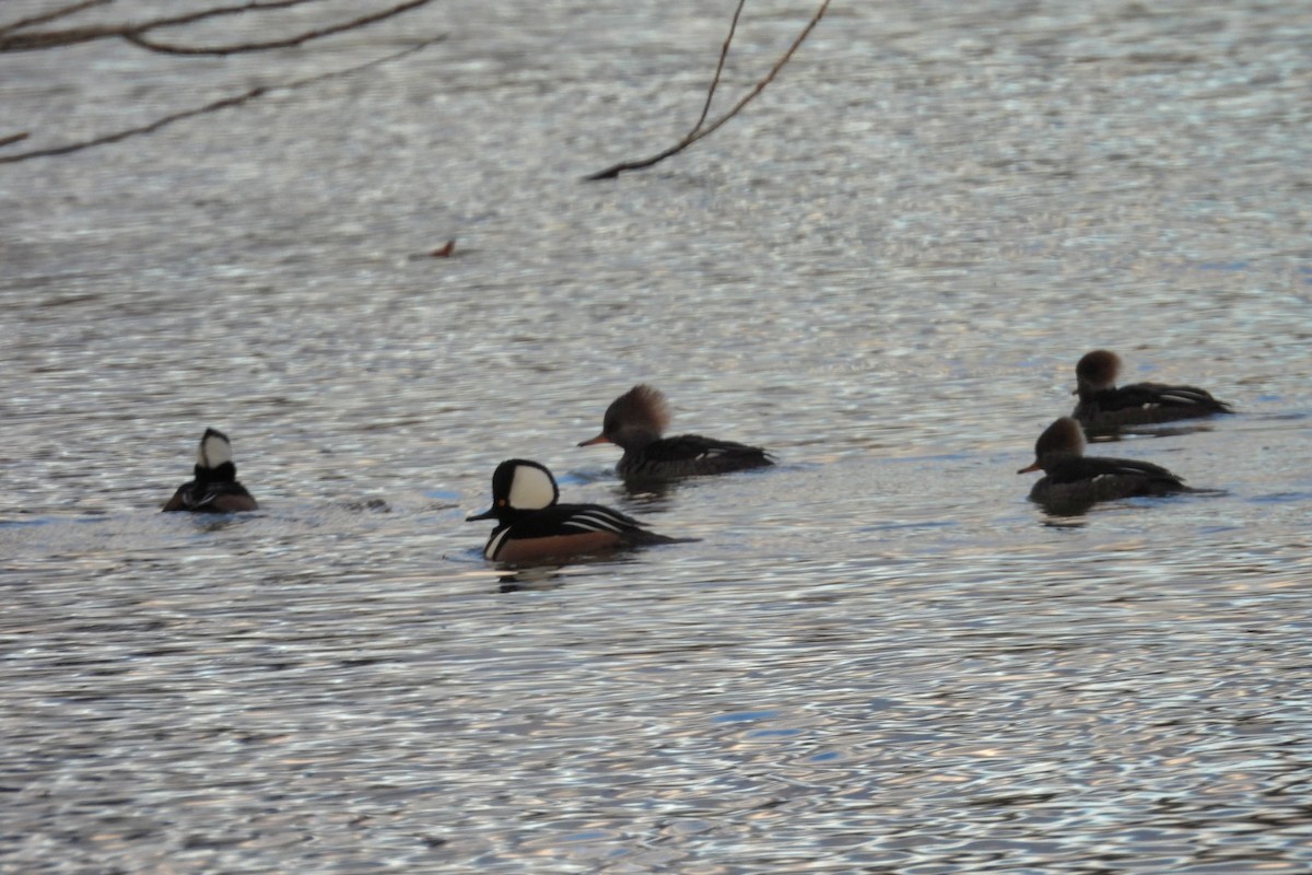 Hooded Merganser - ML645352372