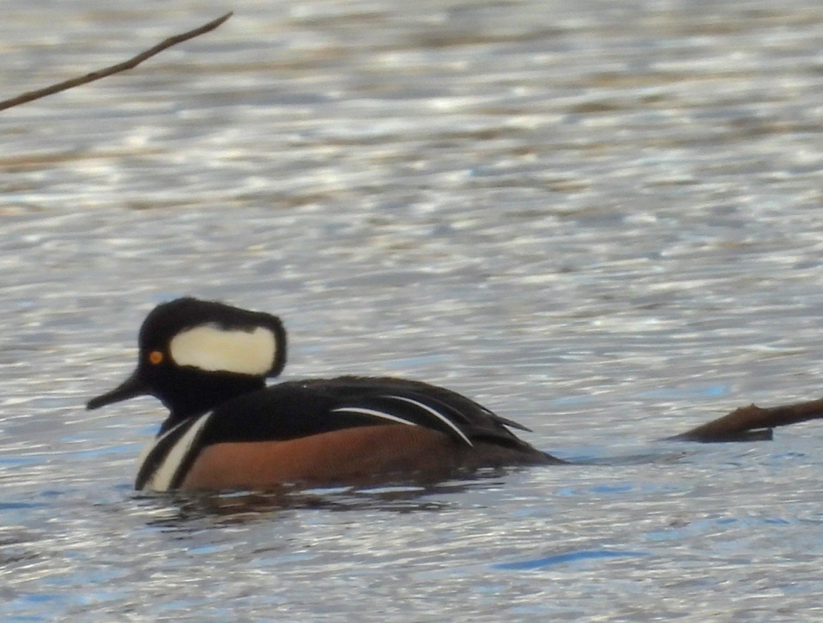 Hooded Merganser - ML645352373