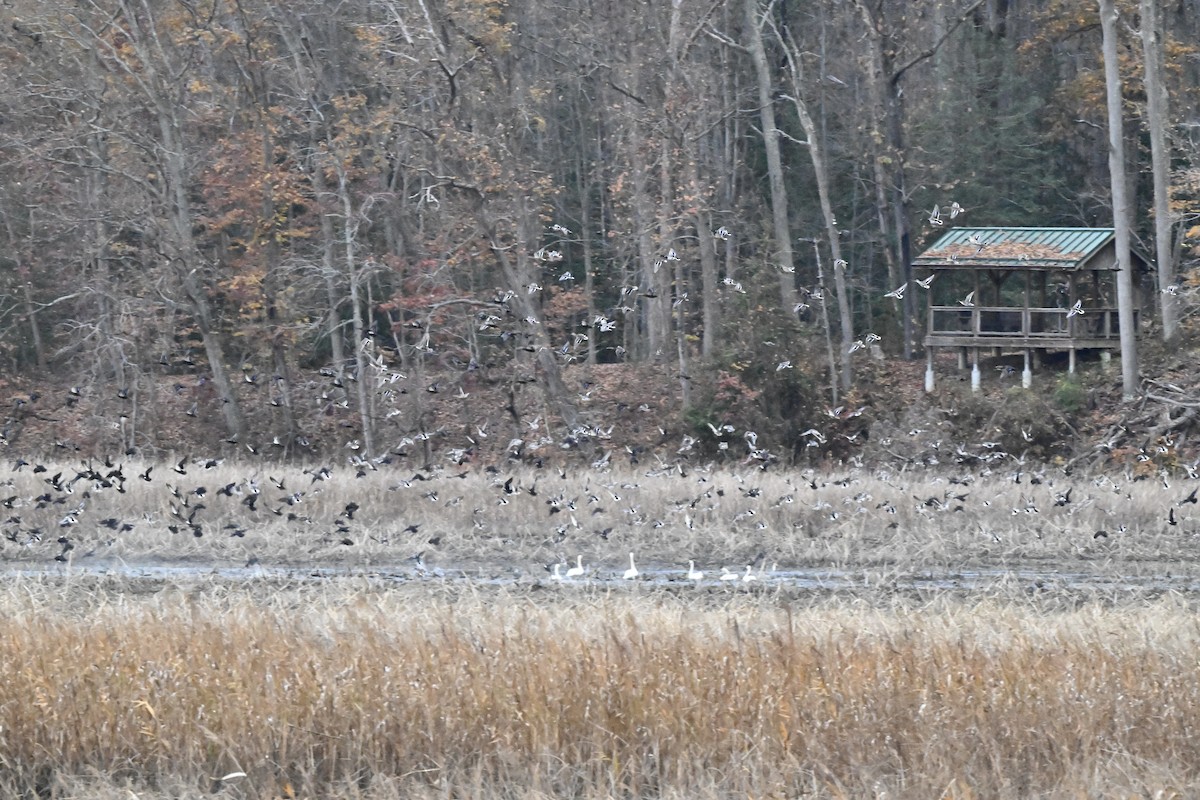 American Black Duck - ML645352383