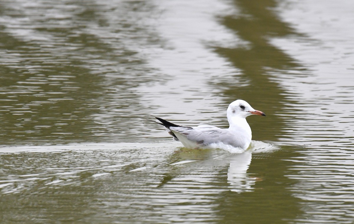 racek šedohlavý - ML645352389