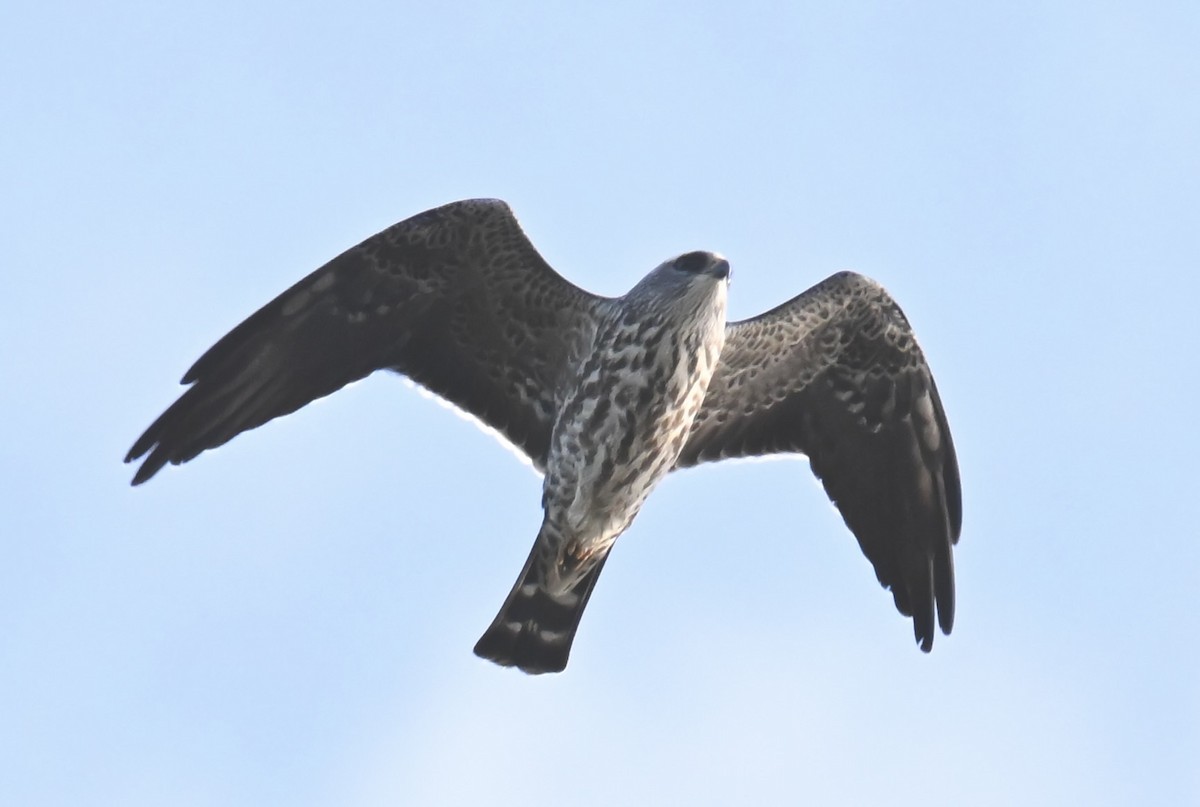 Mississippi Kite - ML645352394