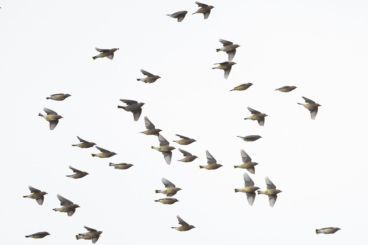 Bohemian Waxwing - ML645352396