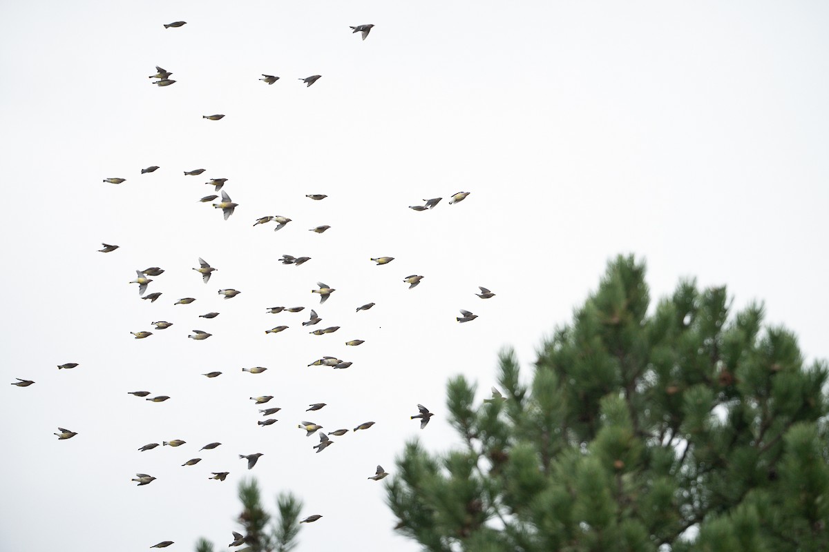 Cedar Waxwing - ML645352402