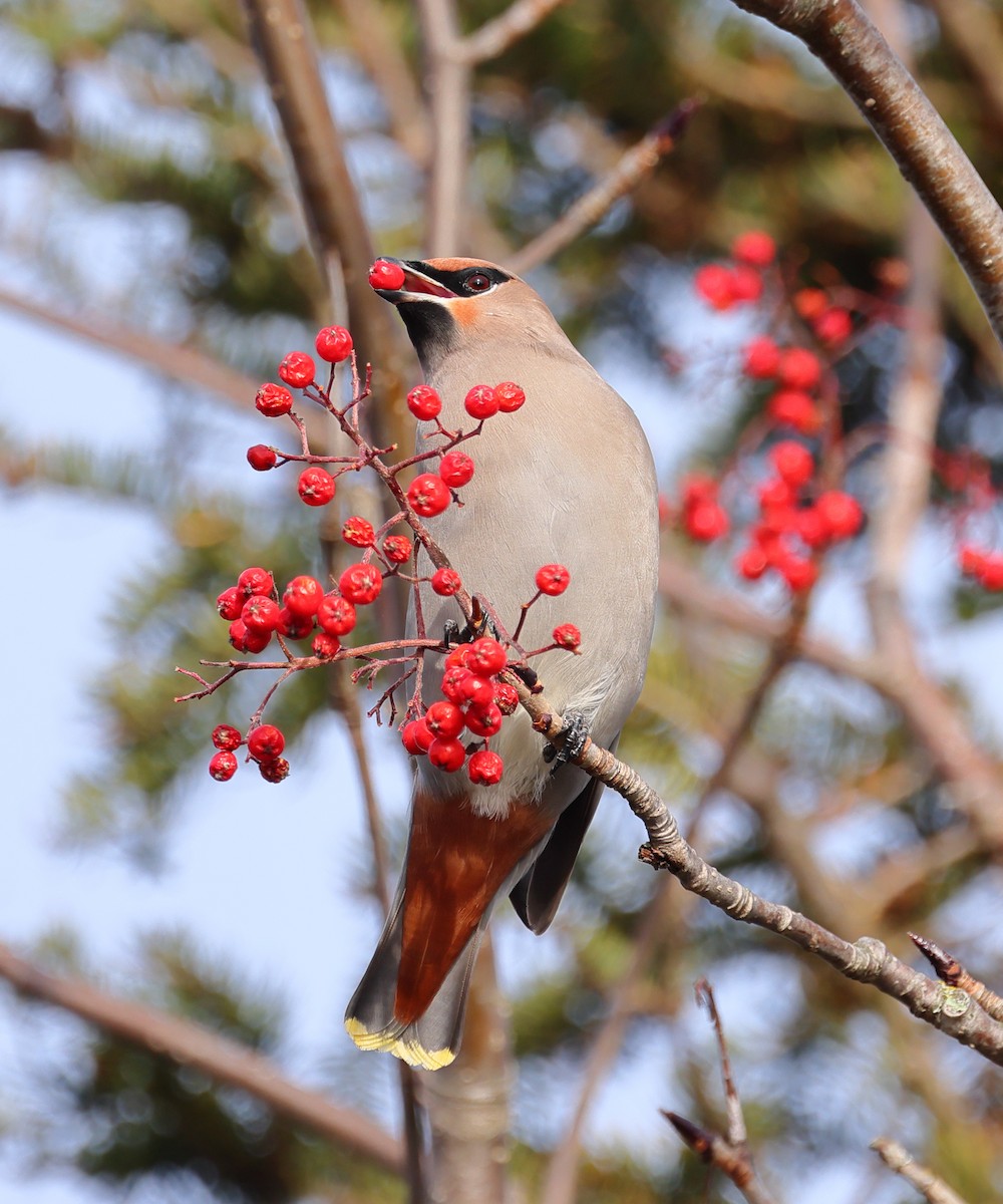 Bohemian Waxwing - ML645352405