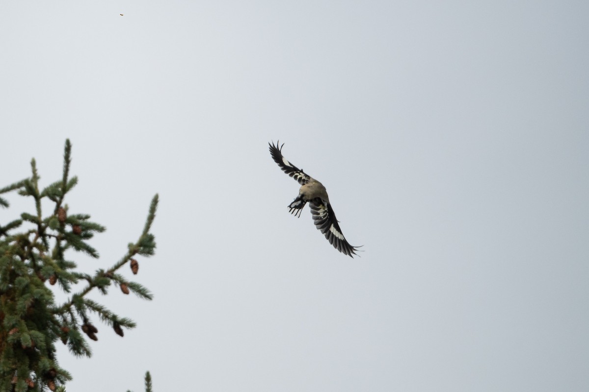 Evening Grosbeak - ML645352407