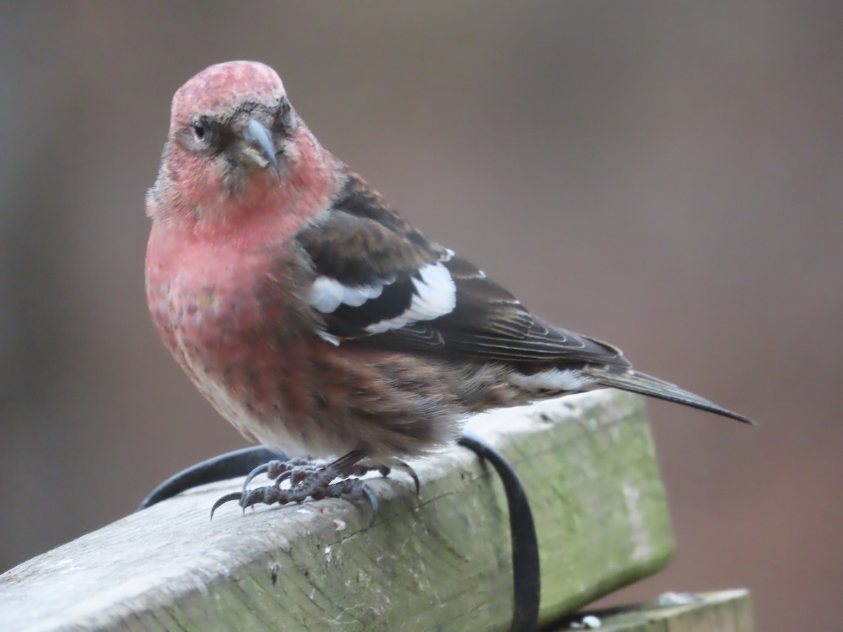 båndkorsnebb - ML645352410