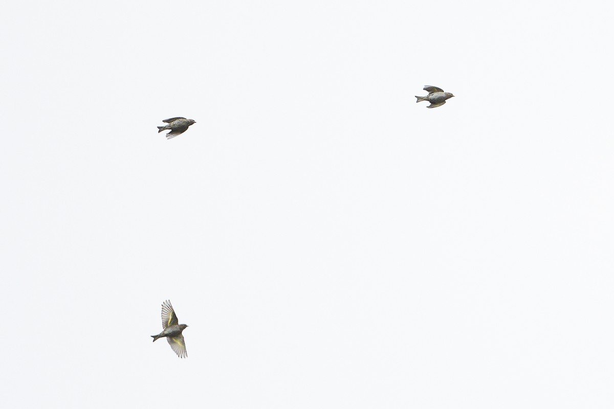 Pine Siskin - ML645352413