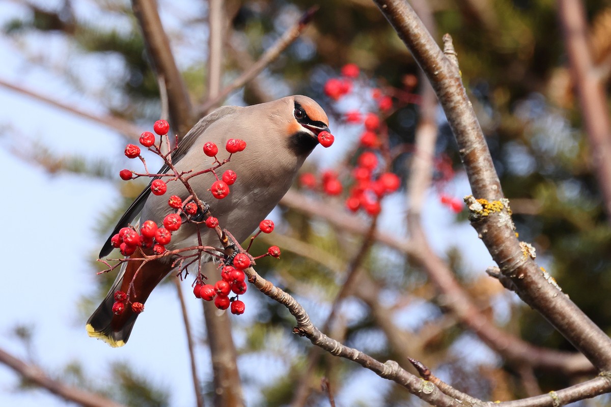 Bohemian Waxwing - ML645352416