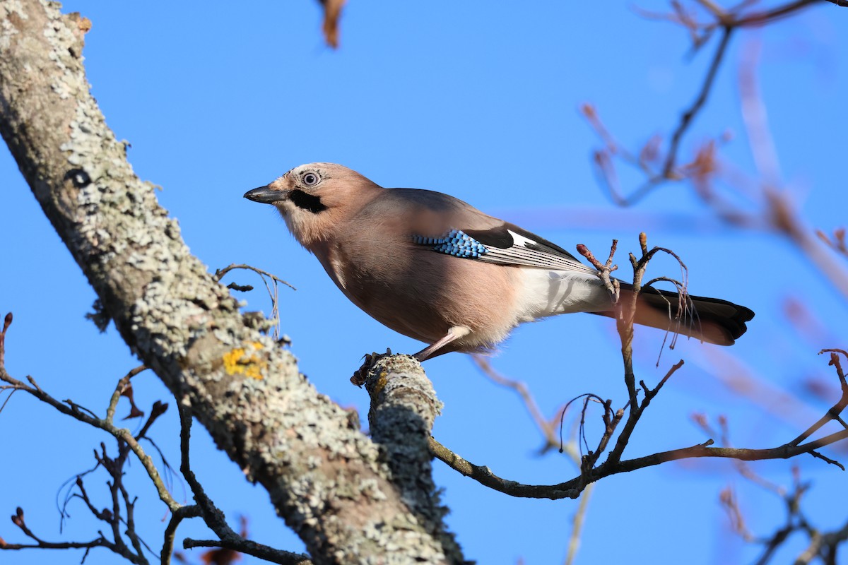 sojka obecná - ML645352423