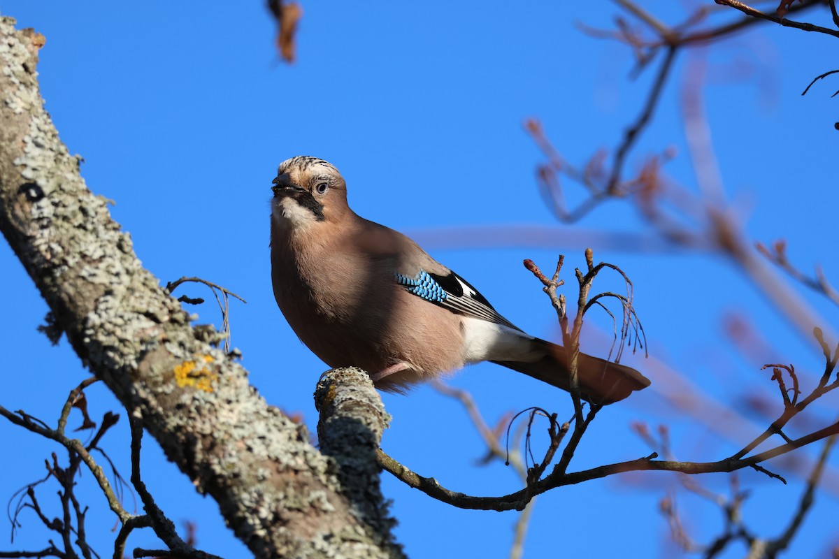 sojka obecná - ML645352424