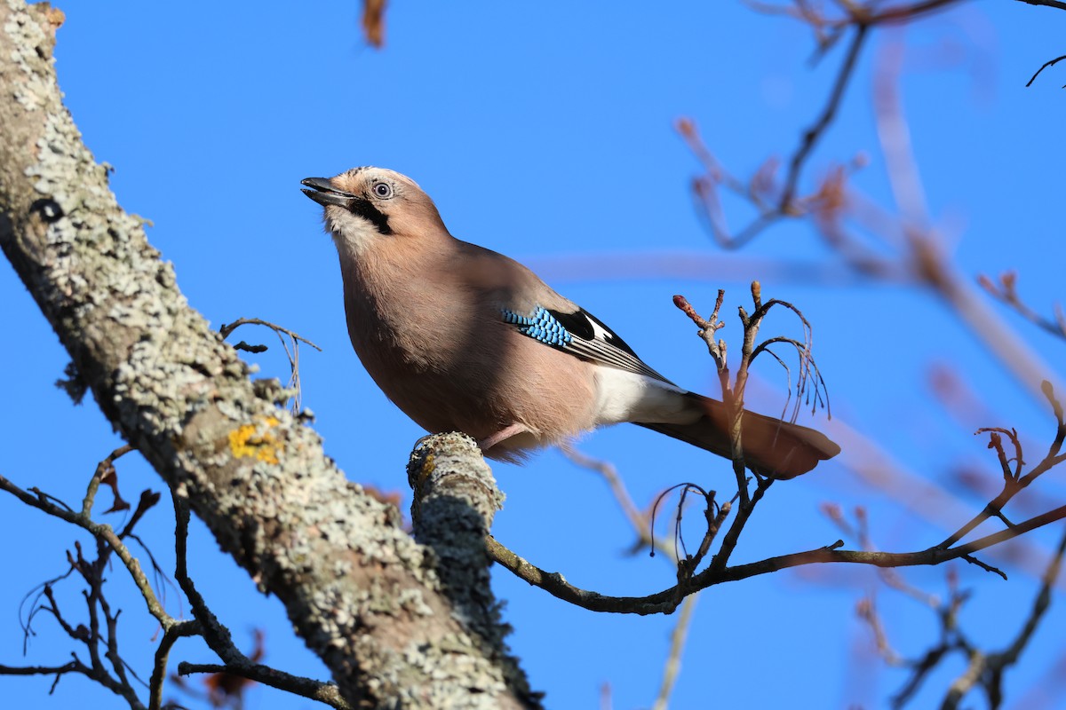 sojka obecná - ML645352425