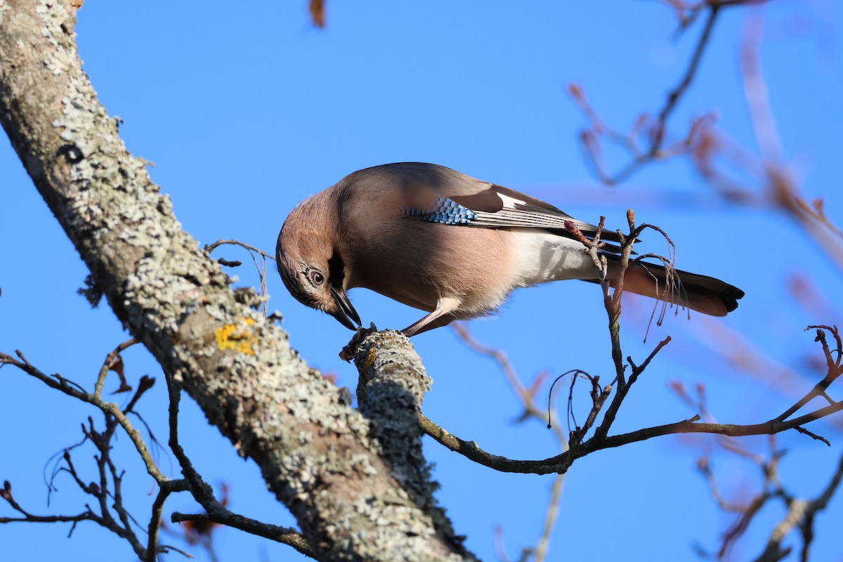 sojka obecná - ML645352426