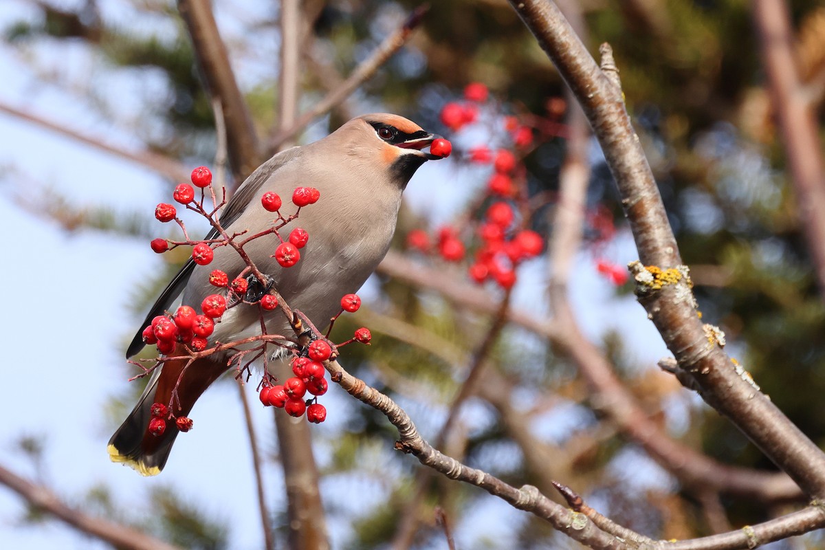 Bohemian Waxwing - ML645352429