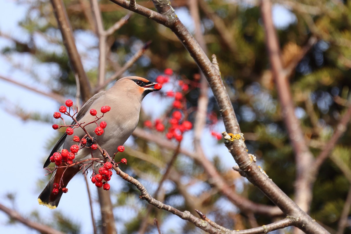 Bohemian Waxwing - ML645352432