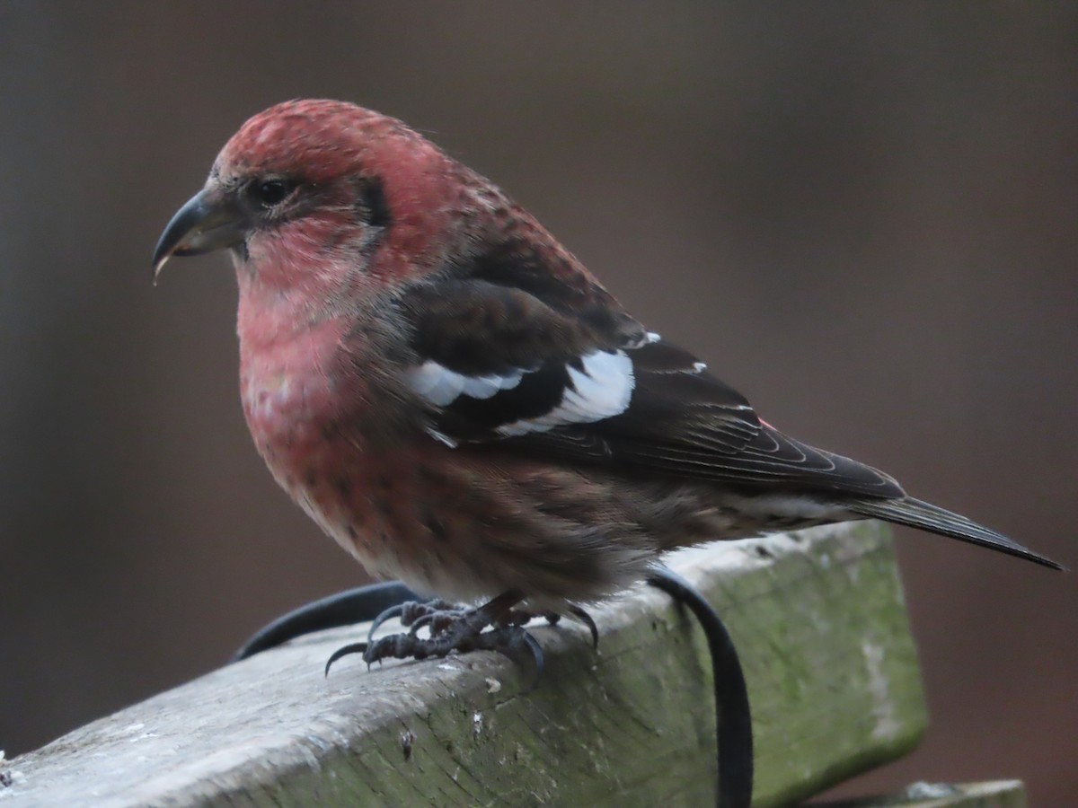 båndkorsnebb - ML645352433