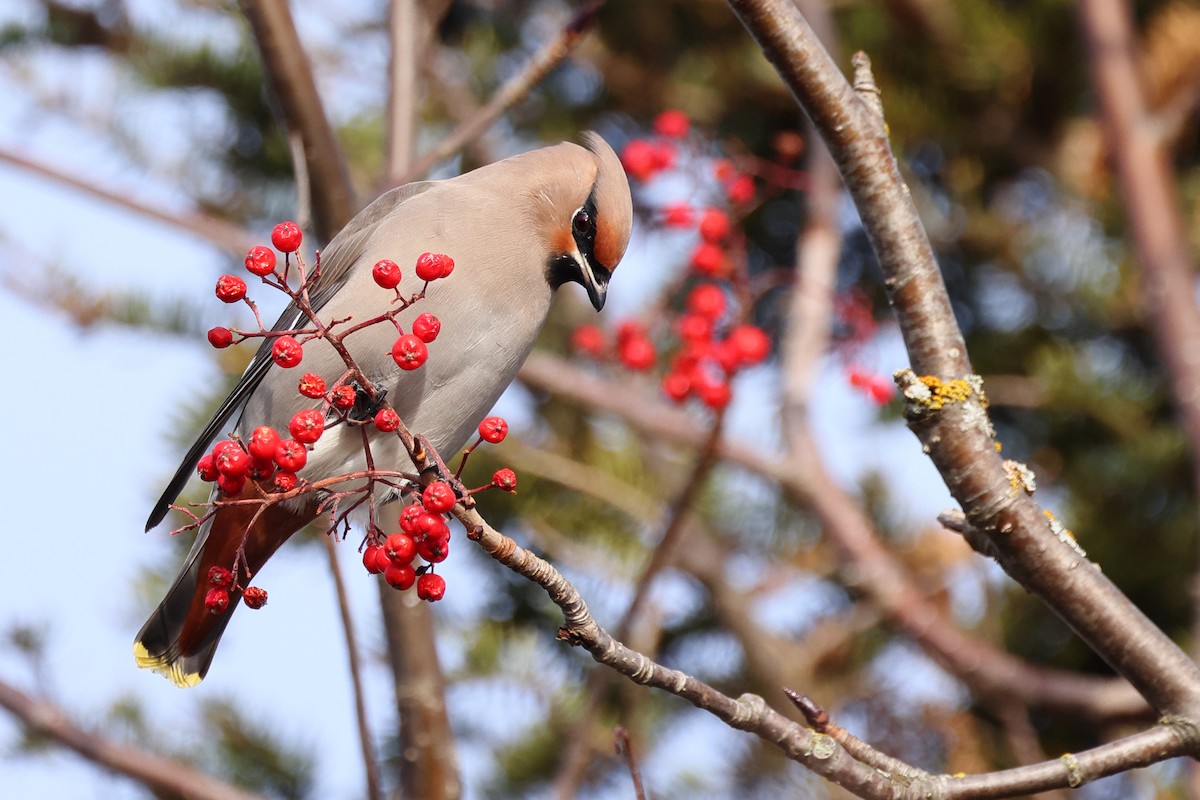 Bohemian Waxwing - ML645352437