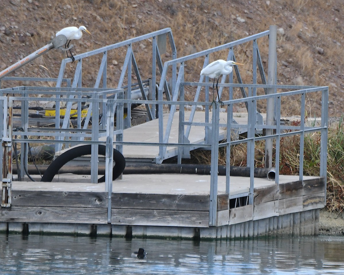 volavka bílá - ML645352438