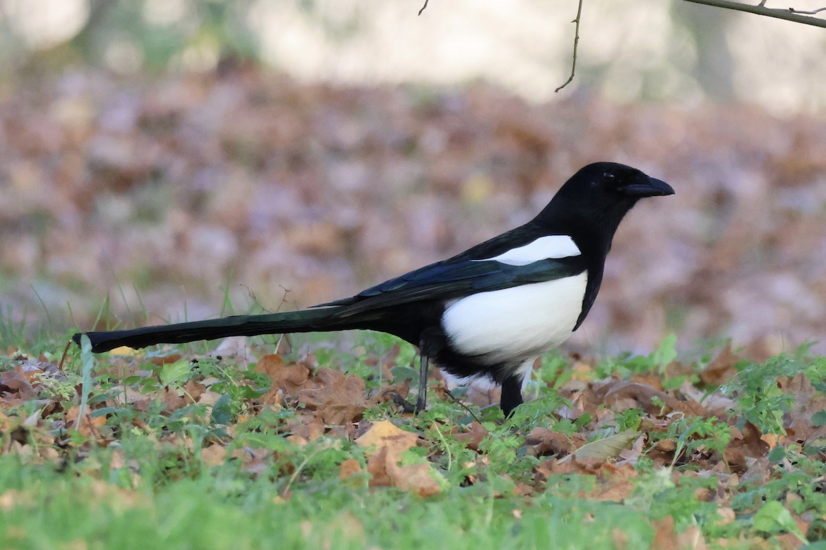 straka obecná - ML645352440