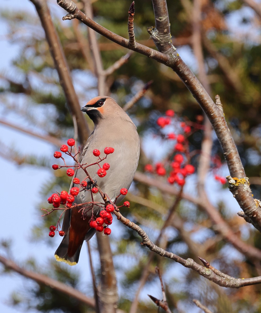 Bohemian Waxwing - ML645352449