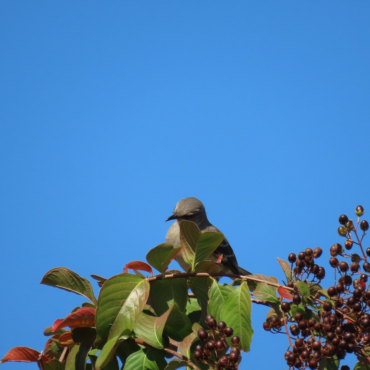 Northern Mockingbird - ML645352463