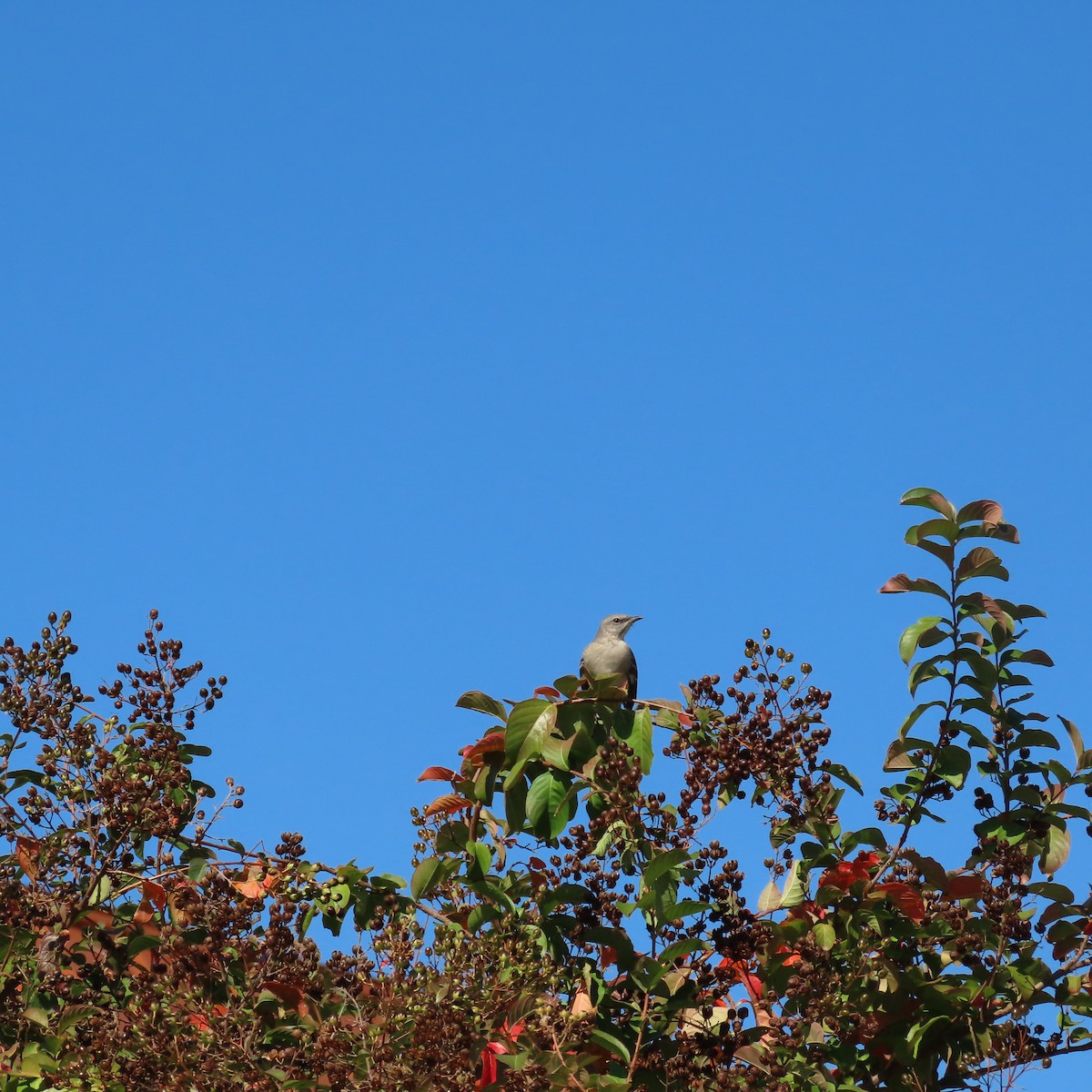 Northern Mockingbird - ML645352464